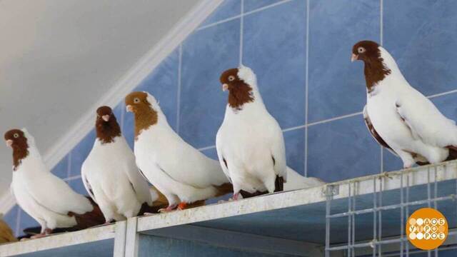 Летите, голуби! И возвращайтесь... Доброе утро. Фрагмент 