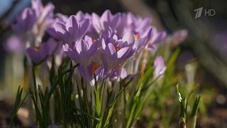 Температура в апреле в столице ожидается на несколько градусов выше нормы