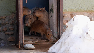 В Московском зоопарке капибары, гориллы и пернатые вышли на улицу после зимовки