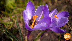 Аллергия на пыльцу: откроем карты… Доброе утро. Фрагмент 