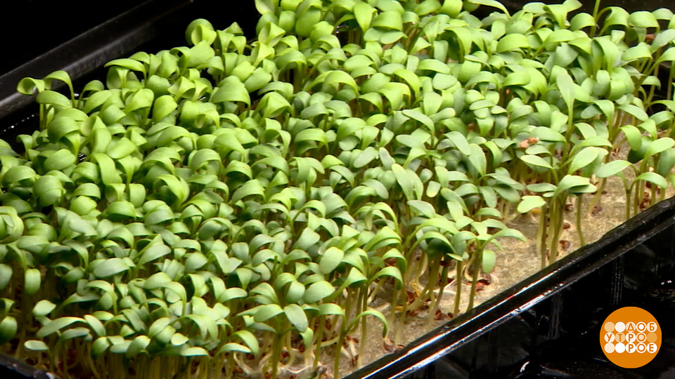 Домашняя мини-ферма: огород круглый год? Доброе утро. Фрагмент выпуска от 03.04.2026