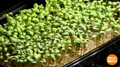 Домашняя мини-ферма: огород круглый год? Доброе утро. Фрагмент