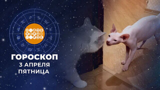 Гороскоп на 3 апреля. Доброе утро. Фрагмент