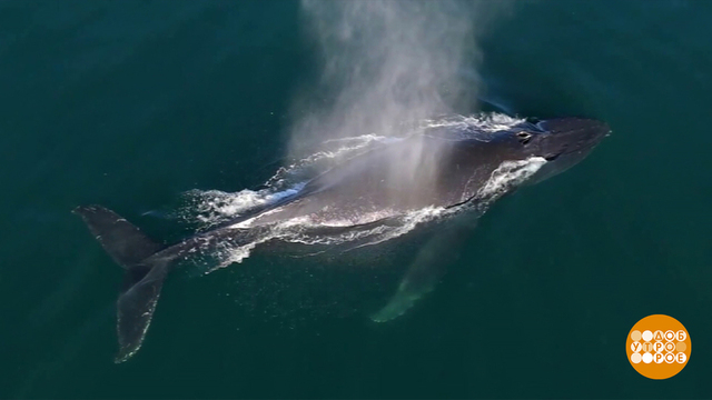 Бегемот киту не товарищ! А родственник… Доброе утро. Фрагмент 