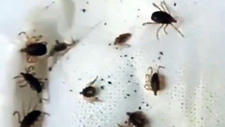 Из-за ранней весны ожидается нашествие клещей