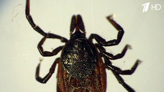 Врачи предупреждают о нашествии клещей в российских регионах