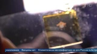 Переносят крымскую лихорадку: новый вид клещей обнаружили в Подмосковье