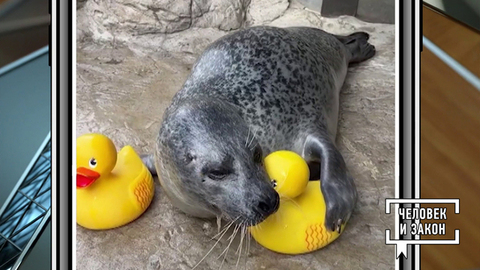 Видео недели: осторожно — самокатчики; серенады для рыб; конфуз на сцене; милый тюлень. Человек и закон. Фрагмент 