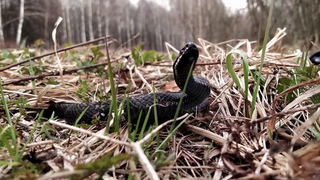 Из-за аномально теплого марта в Подмосковье раньше времени проснулись змеи