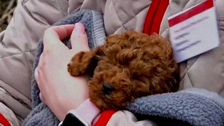 Проводник сошедшего с рельсов поезда под Ульяновском помогла вернуть щенка хозяйке