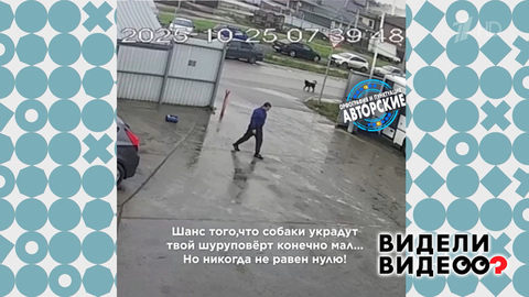 Две собаки и один шуруповерт. Видели видео? Фрагмент 