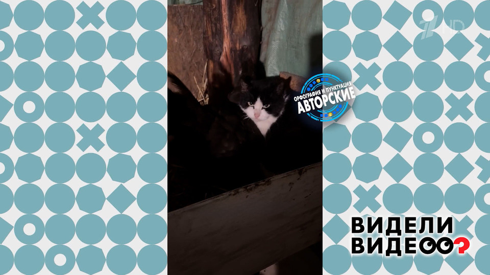 Кот — сын курицы. Видели видео? Фрагмент выпуска от 05.04.2026