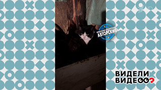 Кот — сын курицы. Видели видео? Фрагмент 
