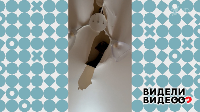 Соболь на потолке. Видели видео? Фрагмент 