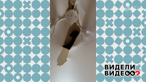 Соболь на потолке. Видели видео? Фрагмент 