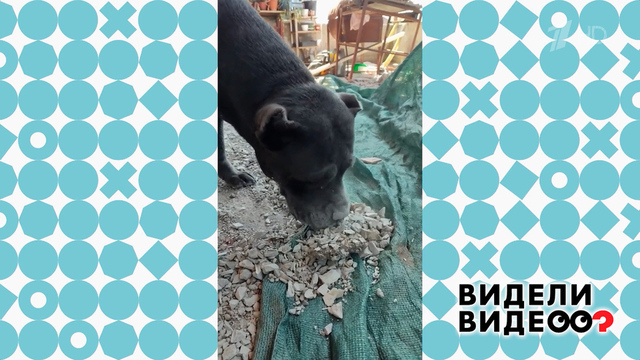 Закопала запеканку. Видели видео? Фрагмент 