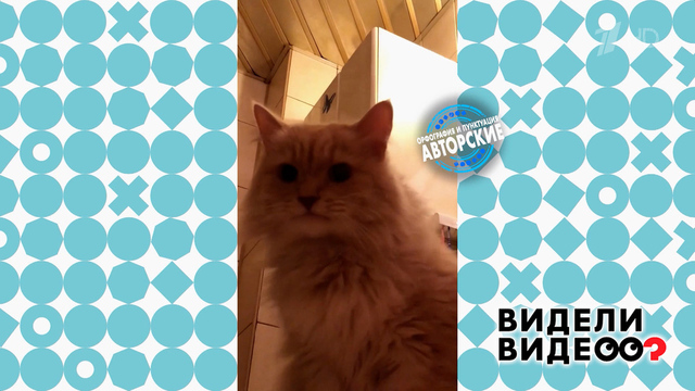Говорящий кот. Видели видео? Фрагмент 