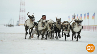А олени – лучше! Доброе утро. Фрагмент 