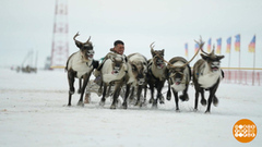 А олени – лучше! Доброе утро. Фрагмент 