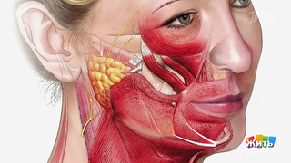 Лицо подтянулось — без ножей и операций. Жить здорово! Фрагмент 