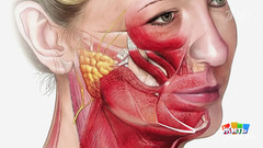 Лицо подтянулось — без ножей и операций. Жить здорово! Фрагмент 