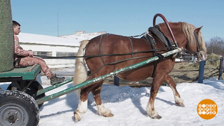 Тяжеловозы: богатырские лошадки! Только ленивые… Доброе утро. Фрагмент 