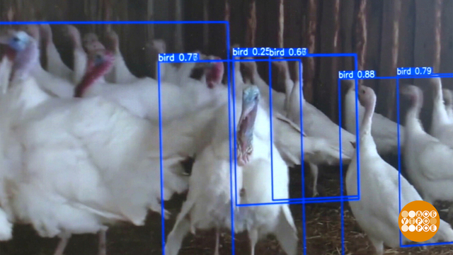 Как ИИ фермерам помогает. Доброе утро. Фрагмент 