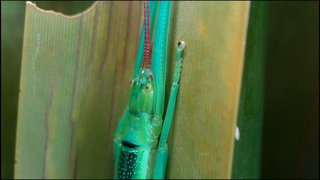 Мятные палочники впервые появились в экспозиции Московского зоопарка: кадры