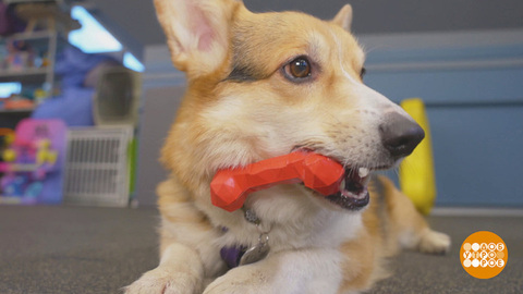 Собачьи игрушки: чтобы питомец не скучал. Доброе утро. Фрагмент 