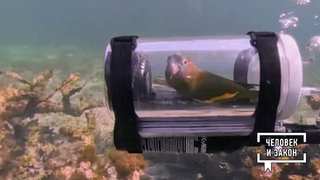 Видео недели: горящее платье; бесстрашный попугай; любопытный медведь. Человек и закон. Фрагмент 