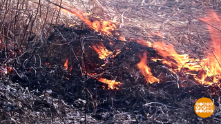 Не жгите траву! Доброе утро. Суббота. Фрагмент