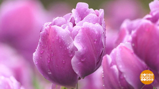 Парад тюльпанов: равнение на красоту! Доброе утро. Суббота. Фрагмент 