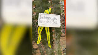 «Грозился выломать потолок»: в ботсаду срезали переживший блокаду Ленинграда кактус