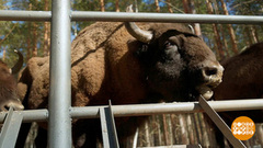 Как спасают зубров. Доброе утро. Фрагмент 