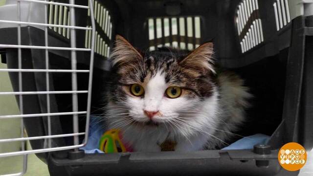 Котик, добро пожаловать в переноску! Доброе утро. Фрагмент 