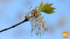 Растения-нарушители. Экосистемы... Доброе утро. Фрагмент 