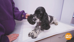 Весенние процедуры для собаки. Доброе утро. Фрагмент 