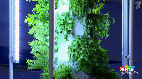 Петрушка для долголетия. Жить здорово! Фрагмент 