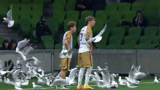 В Австралии чайки едва не сорвали футбольный матч