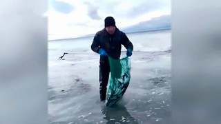 «Селедочный апокалипсис»: массовый выброс рыбы произошел на Сахалине после отлива