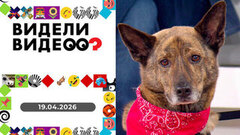 Пес из цветочного магазина; Юля и голубь, необычное хобби, кане-корсо съел стену; кошка в натяжном потолке. Видели видео? Выпуск от 19 04.2026
