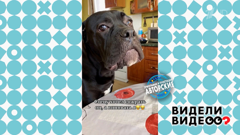 Кане-корсо съел стену. Видели видео? Фрагмент 