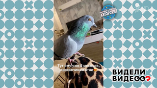 Юля и голубь. Видели видео? Фрагмент 