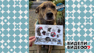 Пес из цветочного магазина. Видели видео? Фрагмент 