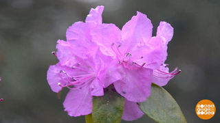 Страна цветет! Доброе утро. Фрагмент 