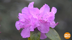 Страна цветет! Доброе утро. Фрагмент 