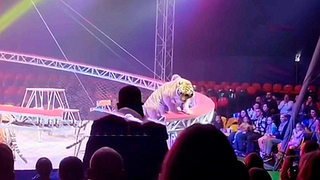 Появились кадры побега тигра с арены цирка в зрительный зал в Ростове-на-Дону