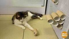 Фитнес для котика. Доброе утро. Фрагмент 