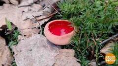 А у нас в лесу — грибы! Эльфийские... Доброе утро. Фрагмент 