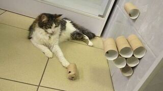 Барсик, не ленись: эксперт рассказала, как заставить кота больше двигаться